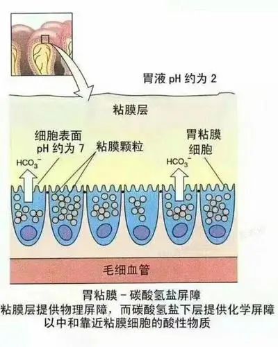 喝酒后出现难以忍受的肚子痛，你可能得了酒精性胃炎！