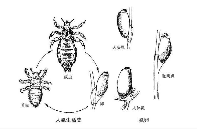 为什么会感染阴虱？人为什么会得阴虱？