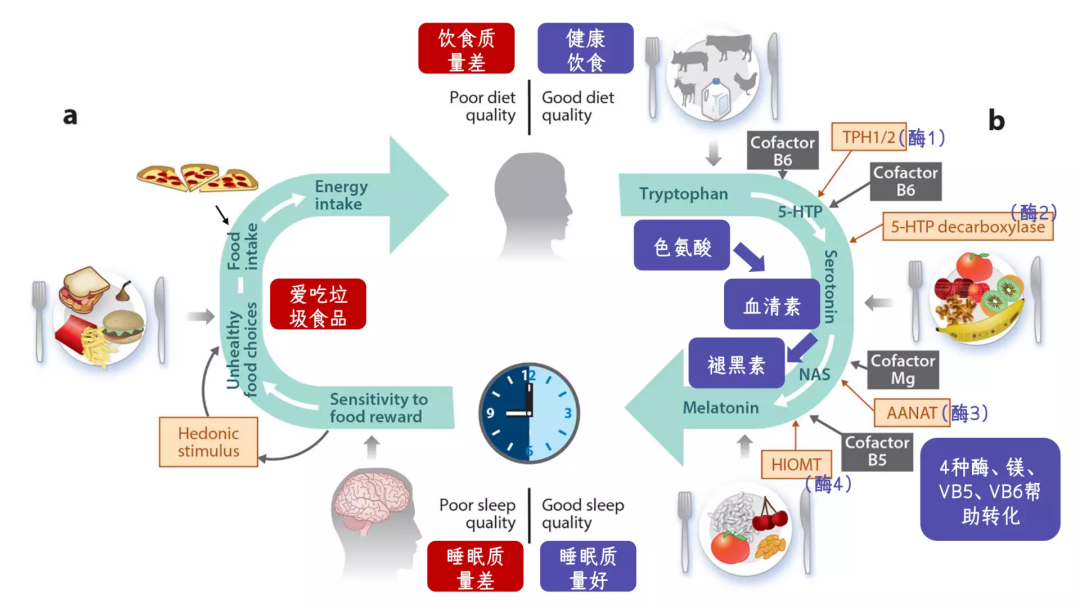 睡眠和饮食的相互关系