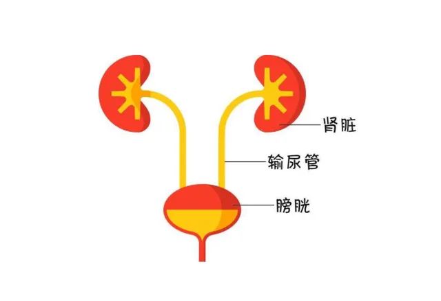 健康尿液是什么颜色？尿得太清澈也可能是病！