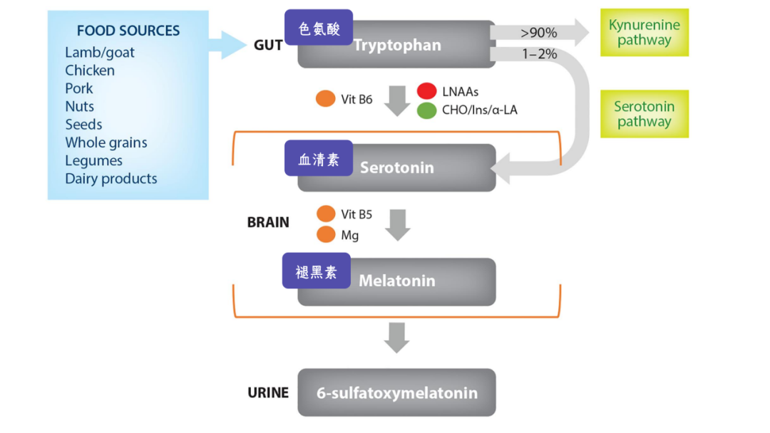 从饮食因素合成睡眠相关激素的过程